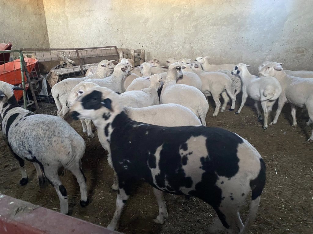 Konya Kurbanlık