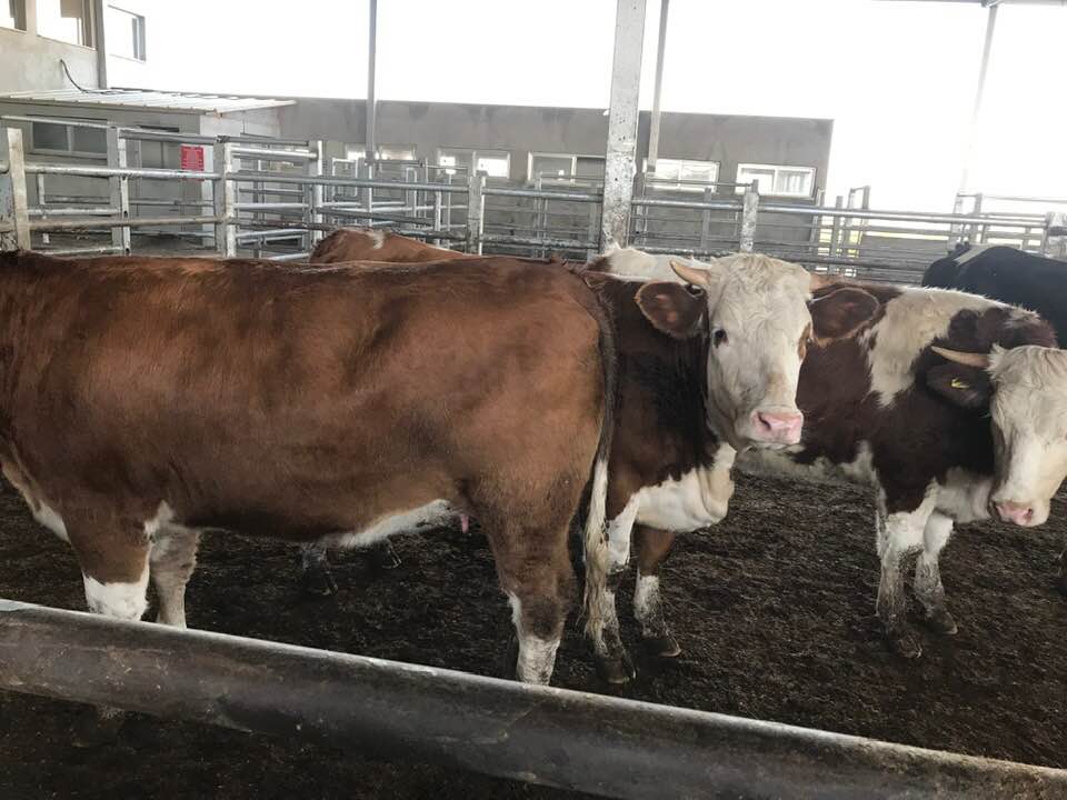 2026 Kurbanlıklarımız